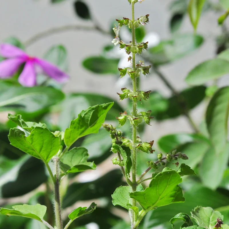 Herbs & Medicinal Plants